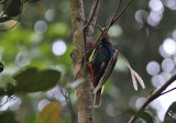 Standardwing