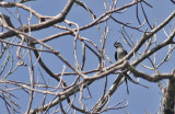 Moustached Treeswift (Hemiprocne mystacea) 