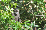 Gorontalo Macaque