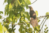 Bay Coucal