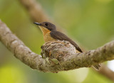 Slaty Flycatcher