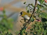 Black-fronted White-eye