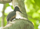 Ashy Woodpecker, female