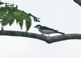 Pied Cuckoo Shrike