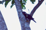 Sulawesi Crested Myna
