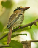 Lilac Kingfisher