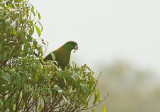 Yellow-breasted Racquet-tailed Parrot