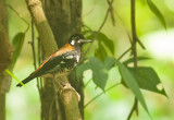 Red-backed Thrush