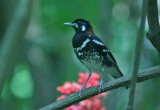 Red-backed Thrush