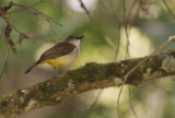 Sulphur-bellied Whistler