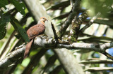 Sultan's Cuckoo Dove