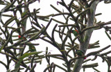 Red-flanked Lorikeet