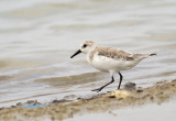 Sanderling