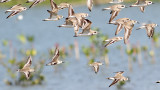 Spoon-billed Sandpiper