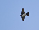 Nepal House Martin