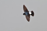 Nepal House Martin