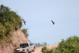 Nepal House Martin