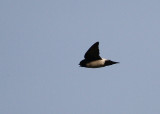 Nepal House Martin