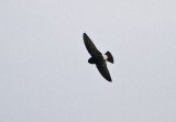 Nepal House Martin