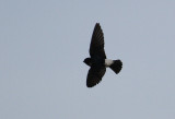 Nepal House Martin