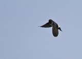 Nepal House Martin