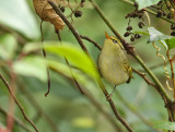 Davisons Leaf Warbler