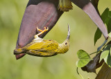 Streaked Spiderhunter