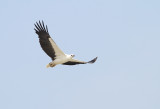 White-bellied Sea Eagle