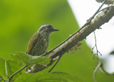 Speckled Piculet