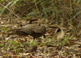 Grey Peacock Pheasent