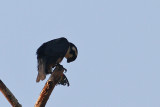 Black-thighed Falconet