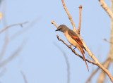 Rosy Minivet