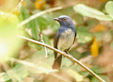 Hainan Blue Flycatcher