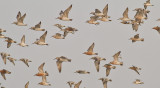 Great and Red Knots