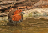 Slaty-legged Crake