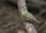 Green-backed Flycatcher