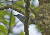 Pale Blue Flycatcher
