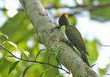 Lesser Yellownape