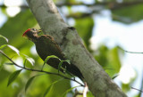 Lesser Yellownape