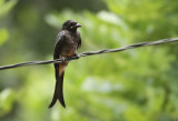 White-bellied Drongo