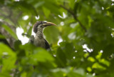 Sri Lanka Grey Hornbill