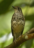 Spot-winged Thrush