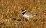 Common Ringed Plover