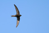 Common Swift (Tornseglare)