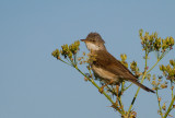 Common Whitethroat
