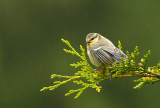 Blue Tit