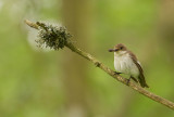 Pied Flycatcher, female (Svartvit Flugsnappare)