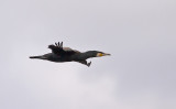 Great Cormorant
