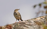 Meadow Pipit (ngspiplrka)