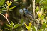 Pale Blue Flycatcher